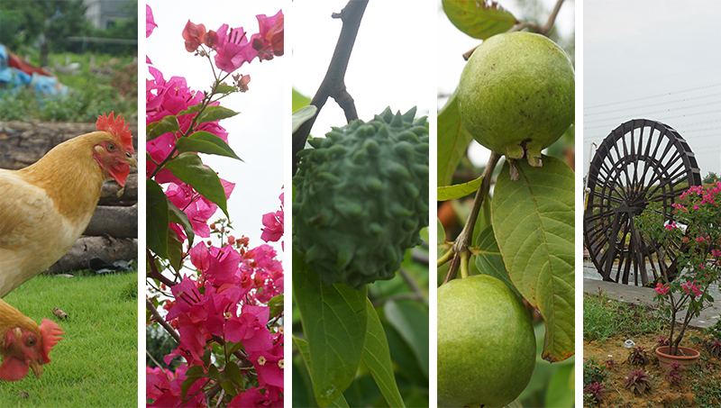 7月享田园风光 品生态美味（images 2）